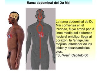 Rama abdominal del Du Mai
La rama abdominal de Du
Mai comienza en el
Perineo, fluye arriba por la
linea media del abdomen
hacia el ombligo, llega al
corazón, la faringe, las
mejillas, alrededor de los
labios y alcanzando los
ojos.
“Su Wen” Capitulo 60
 