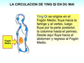 LA CIRCULACION DE YING QI EN DU MAI
Ying Qi se origina en el
Fogón Medio, fluye hacia la
faringe y al vertex, luego
fluye por la parte posterior,
la columna hasta el perineo.
Desde aquí fluye hacia el
abdomen y regresa al Fogón
Medio.
Fogón
Medio
 