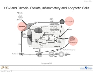 18 janv. 2013



      HCV and Fibrosis: Stellate, Inﬂammatory and Apoptotic Cells




                               Feld Hepatology 2006




vendredi 18 janvier 13
 