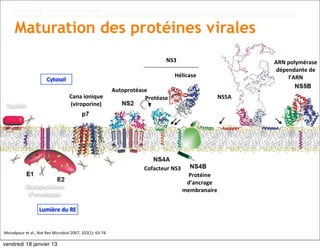 Hépatite C : virus et marqueurs


        Maturation des protéines virales
                                                                                                        NS3                            ARN	
  polymérase
                                                                                                                                        dépendante	
  de	
  
                                                                                                            Hélicase                          l’ARN
                                  Cytosol
                                                                                     Autoprotéase
                                                    Cana	
  ionique                             Protéase                        NS5A
  Capside                                           (viroporine)




                                                                                               Cofacteur	
  NS3
                                                                                                                   Protéine
                                                                                                                   d’ancrage
                 Glycoprotéines	
  
                                                                                                                  membranaire
                  d’enveloppe

                            Lumière	
  du	
  RE


Moradpour	
  et	
  al.,	
  Nat	
  Rev	
  Microbiol	
  2007,	
  102(1):	
  63-­‐74.

vendredi 18 janvier 13
 