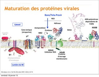 Hépatite C : virus et marqueurs


        Maturation des protéines virales
                                                                                                Boce/Tela-­‐Previr
                                                                                                        NS3                            ARN	
  polymérase
                                                                                                                                        dépendante	
  de	
  
                                                                                                            Hélicase                          l’ARN
                                  Cytosol
                                                                                     Autoprotéase
                                                    Cana	
  ionique                             Protéase                        NS5A
  Capside                                           (viroporine)




                                                                                               Cofacteur	
  NS3
                                                                                                                   Protéine
                                                                                                                   d’ancrage
                 Glycoprotéines	
  
                                                                                                                  membranaire
                  d’enveloppe

                            Lumière	
  du	
  RE


Moradpour	
  et	
  al.,	
  Nat	
  Rev	
  Microbiol	
  2007,	
  102(1):	
  63-­‐74.

vendredi 18 janvier 13
 