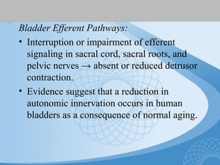 Bladder Efferent Pathways:
• Interruption or impairment of efferent
signaling in sacral cord, sacral roots, and
pelvic nerves → absent or reduced detrusor
contraction.
• Evidence suggest that a reduction in
autonomic innervation occurs in human
bladders as a consequence of normal aging.
 