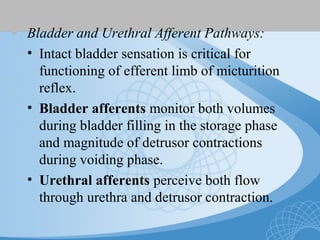 Bladder and Urethral Afferent Pathways:
• Intact bladder sensation is critical for
functioning of efferent limb of micturition
reflex.
• Bladder afferents monitor both volumes
during bladder filling in the storage phase
and magnitude of detrusor contractions
during voiding phase.
• Urethral afferents perceive both flow
through urethra and detrusor contraction.
 