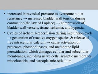 • increased intravesical pressure to overcome outlet
resistance → increased bladder wall tension during
contraction(the law of Laplace) → compression of
bladder wall vessels, tissue ischemia, and hypoxia.
• Cycles of ischemia-reperfusion during micturition cycle
→ generation of reactive oxygen species & release of
free intracellular calcium → cause activation of
proteases, phospholipases, and membrane lipid
peroxidation, which damages cellular and subcellular
membranes, including nerve cells, synaptic membranes,
mitochondria, and sarcoplasmic reticulum.
 