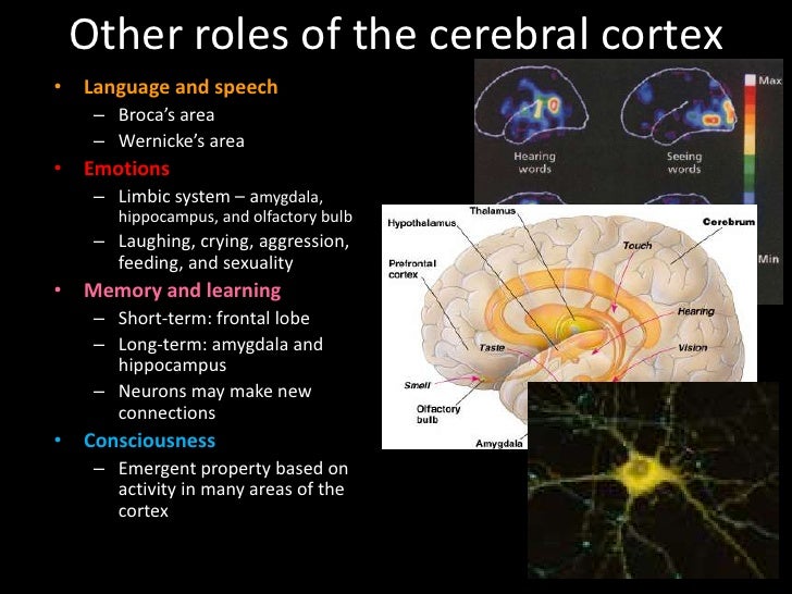 case study 6 dual brain psychology