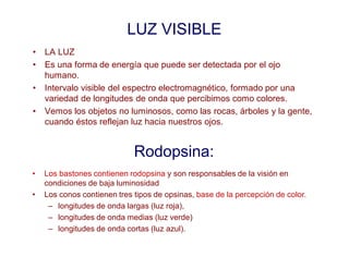 LUZ VISIBLE
• LA LUZ
• Es una forma de energía que puede ser detectada por el ojo
humano.
• Intervalo visible del espectro electromagnético, formado por una
variedad de longitudes de onda que percibimos como colores.
• Vemos los objetos no luminosos, como las rocas, árboles y la gente,
cuando éstos reflejan luz hacia nuestros ojos.
Rodopsina:
• Los bastones contienen rodopsina y son responsables de la visión en
condiciones de baja luminosidad
• Los conos contienen tres tipos de opsinas, base de la percepción de color.
– longitudes de onda largas (luz roja),
– longitudes de onda medias (luz verde)
– longitudes de onda cortas (luz azul).
 