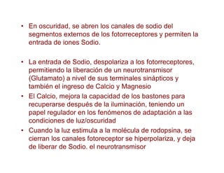 • En oscuridad, se abren los canales de sodio del
segmentos externos de los fotorreceptores y permiten la
entrada de iones Sodio.
• La entrada de Sodio, despolariza a los fotorreceptores,
permitiendo la liberación de un neurotransmisor
(Glutamato) a nivel de sus terminales sinápticos y
también el ingreso de Calcio y Magnesio
• El Calcio, mejora la capacidad de los bastones para
recuperarse después de la iluminación, teniendo un
papel regulador en los fenómenos de adaptación a las
condiciones de luz/oscuridad
• Cuando la luz estimula a la molécula de rodopsina, se
cierran los canales fotoreceptor se hiperpolariza, y deja
de liberar de Sodio. el neurotransmisor
 