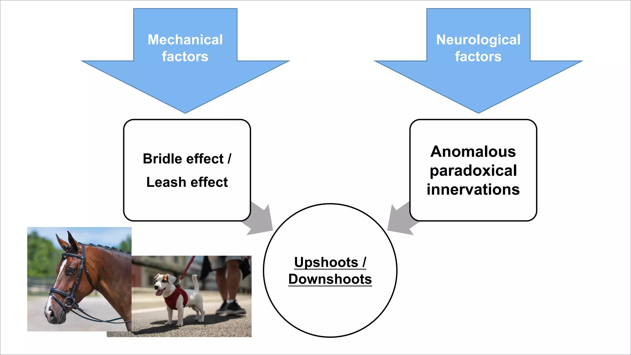 Upshoots /
Downshoots
Bridle effect /
Leash effect
Anomalous
paradoxical
innervations
Mechanical
factors
Neurological
factors
 