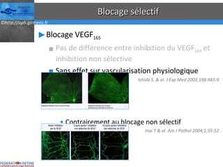 Blocage sélectif Blocage VEGF 165 Pas de différence entre inhibition du VEGF 164  et inhibition non sélective Sans effet sur vascularisation physiologique Ishida S. & al. J Exp Med 2003;198:483-9 Contrairement au blocage non sélectif Inai T & al. Am J Pathol 2004;1:35-52 