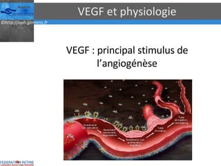 VEGF et physiologie VEGF : principal stimulus de l’angiogénèse 
