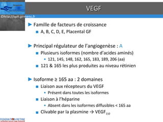 VEGF Famille de facteurs de croissance A, B, C, D, E, Placental GF Principal régulateur de l’angiogenèse :  A Plusieurs isoformes (nombre d’acides aminés) 121, 145, 148, 162, 165, 183, 189, 206 (aa) 121 & 165 les plus produites au niveau rétinien Isoforme ≥ 165 aa : 2 domaines Liaison aux récepteurs du VEGF Présent dans toutes les isoformes Liaison à l’héparine Absent dans les isoformes diffusibles < 165 aa Clivable par la plasmine -> VEGF 110 