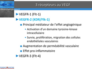 3 récepteurs au VEGF VEGFR-1 (Flt-1) VEGFR-2 (KDR/Flk-1) Principal médiateur de l’effet angiogénique Activation d’un domaine tyrosine-kinase intracellulaire Survie, prolifération, migration des cellules endothéliales vasculaires Augmentation de perméabilité vasculaire Effet pro-inflammatoire VEGFR-3 (Flt-4) 