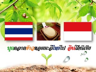 L/O/G/O
บุกตลาดข้าวหอมมะลิไทยไป อินโดนีเซีย
 