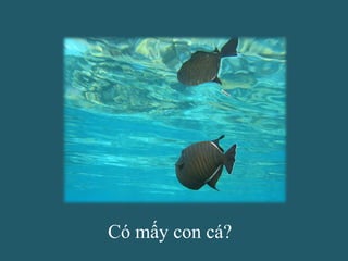 Có mấy con cá?

 