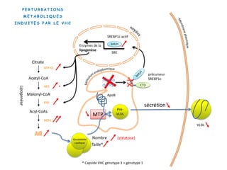 Citrate
Acetyl-CoA
Malonyl-CoA
Acyl-CoAs
Lipogenèse
ATP-CL
ACC
FAS
SCD1
=
Enzymes de la
lipogenèse
bHLH
SRE
CTD
SREBP1c actif
précurseur
SREBP1c

Nombre
Taille*
* Capside VHC génotype 3 > génotype 1
(stéatose)Gouttelette
Lipidique
ApoB
Pré-
VLDL
VLDL
sécrétion
MTP
Stress
du RE
P E R T U R B A T I O N S
M E T A B O L I Q U E S
I N D U I T E S P A R L E V H C
 