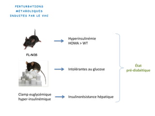 P E R T U R B A T I O N S
M E T A B O L I Q U E S
I N D U I T E S P A R L E V H C
FL-N/35
Hyperinsulinémie
HOMA > WT
Intolérantes au glucose
Clamp euglycémique
hyper-insulinémique
Insulinorésistance hépatique
État
pré-diabétique
 