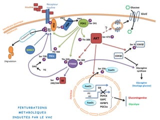 Insuline
PIP2 PIP3
PDK1
P
-Ser 241
Récepteur
Insuline
SOSC3
P
IRS2
P-Tyr
DAG
TG
P
Ser 728-
Glut2
Glucose
?
P
FoxO1
FoxO1
Ser 256-
P
Ser 9-
GSK3β
Glycogène
synthase
Glycogène
(Stockage glucose)
GSK3β
IRE
PGC1α
IRE
GK
PEPCK
G6PC
IGFBP1
Gluconéogenèse
Glycolyse
FoxO1
AKT
P-Ser 473
P Thr 308-
P70S6K P
-Thr 389
P
Thr 229-
S6
P
Ser
240/244-
Ser-P
Dégradation
P
P
Ser-
P E R T U R B A T I O N S
M E T A B O L I Q U E S
I N D U I T E S P A R L E V H C
P
Thr 566
PKCε
 
