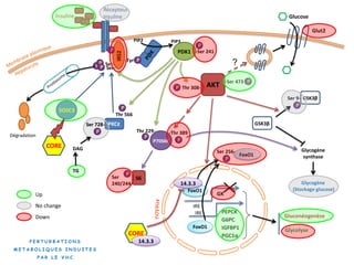 Insuline
Récepteur
Insuline
P
IRS2
PIP2 PIP3
PDK1
AKT
P-Ser 473
P Thr 308-
P
-Ser 241
P Ser-
Dégradation
P
IRE
FoxO1
FoxO1
GK
PEPCK
G6PC
IGFBP1
PGC1α
Ser 256-
Gluconéogenèse
Glycolyse
P70S6K P
-Thr 389
P
Thr 229-
PKCε
P
Ser 728-
SOSC3 P
Thr 566
P-Tyr
S6
P
Glut2
Glucose
?
GSK3β
P
Ser 9-
GSK3β
Glycogène
synthase
Glycogène
(Stockage glucose)
IRE
FoxO1
Ser
240/244-
P
P
Ser-
Down
Up
No change
DAG
TG
P
Ser 728-
CORE
14.3.3
P E R T U R B A T I O N S
M E T A B O L I Q U E S I N D U I T E S
P A R L E V H C
14.3.3
CORE
 
