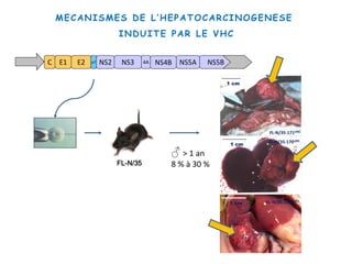 1 cm
1 cm
FL-N/35-170UNC
FL-N/35-171UNC
1 cm FL-N/35-102CERFE
C E1 E2 p7 NS2 NS3 4A NS5A NS5BNS4B
FL-N/35
♂ > 1 an
8 % à 30 %
MECANISMES DE L’HEPATOCARCINOGENESE
INDUITE PAR LE VHC
 