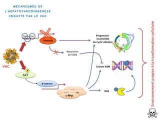 ROS
c-Myc
GADD45β
Lésions ADN
Réparation
de l’ADN
Progression
incontrôlée
du cycle cellulaire
M
G1
G2
S
G0
CH3
CH3 CH3
β-Caténine
AKT
P
c-Mycc-Myc
c-Myc
VHC
Environnementpropiceàlatransformationcellulaire
M E C A N I S M E S D E
L ’ H E P A T O C A R C I N O G E N E S E
I N D U I T E P A R L E V H C
 