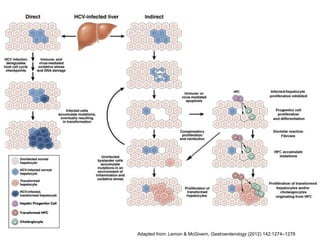 Adapted from: Lemon & McGivern, Gastroenterology (2012) 142:1274–1278
 