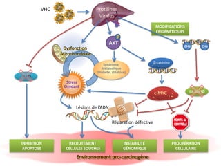 Stress
Oxydant
Environnement pro-carcinogèneEnvironnement pro-carcinogène
VHC Protéines
Virales
Lésions de l’ADN
MODIFICATIONS
ÉPIGÉNÉTIQUES
B I D
Réparation défective
AKT
P
CH3CH3
β-caténineβ-caténine
c-MYC
c-MYCc-MYCc-MYC GADD45β
INHIBITION
APOPTOSE
PROLIFÉRATION
CELLULAIRE
RECRUTEMENT
CELLULES SOUCHES
INSTABILITÉ
GÉNOMIQUE
Dysfonction
Mitochondriale
Dysfonction
Mitochondriale
Syndrome
Métabolique
(Diabète, stéatose)
 