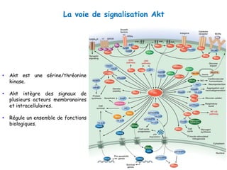 La voie de signalisation Akt
• Akt est une sérine/thréonine
kinase.
• Akt intègre des signaux de
plusieurs acteurs membranaires
et intracellulaires.
• Régule un ensemble de fonctions
biologiques.
 
