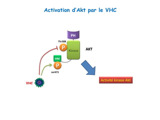 P
Thr308
PH
HM
Kinase AKT
P
ser473
Activation d’Akt par le VHC
VHC
Activité kinase Akt
 