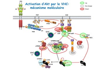 p110α
p85
PI3K
P
P
P
P
P
P
PI2P
Tyr- P
RTK
GF GF
P Thr308
PH
HM
Kinase
AKT actif
PI3P
P
P
P
P
P
P
P
P
PTEN
P
ser473
P
PH
Kinase
PDK1
actif
ser241
Activation d’Akt par le VHC:
mécanisme moléculaire Down
Up
No change
PP2A
PH
PHLPP
p70S6K
P
P
P
Thr229
Thr389
mTORC2 actif
Rictor
Protor
deptor
mLST8
mTOR
PP
mTORC1
Raptor
PRAS40
mLST8
mTOR P
P ser2481
ser2448
mTOR
inactif
mTOR P
P ser2481
ser2448
P
Thr1135
P
P
Sin1 Thr86
Ser2448
TSC2
TSC1
VHC
?
VHC
?
 