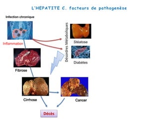 Stéatose
Diabètes
DésordresMétaboliques
L’HEPATITE C. facteurs de pathogenèse
Infection chronique
CancerCirrhose
Fibrose
Décès
Inflammation
 