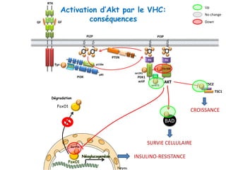 p110α
p85
PI3K
P
P
P
P
P
P
PI2P
Tyr- P
RTK
GF GF
P Thr308
PH
HM
Kinase
AKT
PI3P
P
P
P
P
P
P
P
P
PTEN
P
PH
Kinase
PDK1
actif
ser241
Activation d’Akt par le VHC:
conséquences Down
Up
No change
Noyau
P
ser473
INSULINO-RESISTANCE
P
TSC2
TSC1
CROISSANCE
SURVIE CELLULAIRE
BAD
P
FoxO1
Néoglucogenèse
Ser256
P
Dégradation
FoxO1
P
 