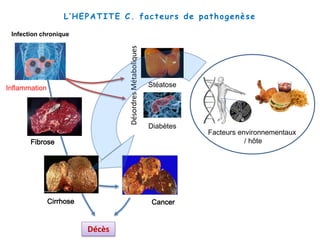 Infection chronique
Stéatose
Diabètes
CancerCirrhose
Fibrose
DésordresMétaboliques
Décès
L’HEPATITE C. facteurs de pathogenèse
Facteurs environnementaux
/ hôte
Inflammation
 