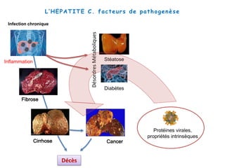 Infection chronique
Stéatose
Diabètes
CancerCirrhose
Fibrose
DésordresMétaboliques
Décès
L’HEPATITE C. facteurs de pathogenèse
Protéines virales,
propriétés intrinsèques
Inflammation
 