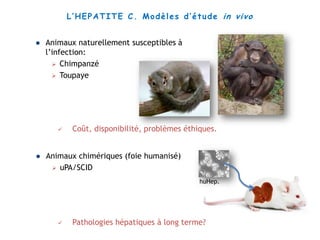  Coût, disponibilité, problèmes éthiques.
 Pathologies hépatiques à long terme?
L’HEPATITE C. Modèles d’étude in vivo
 Animaux naturellement susceptibles à
l’infection:
 Chimpanzé
 Toupaye
 Animaux chimériques (foie humanisé)
 uPA/SCID
huHep.
 
