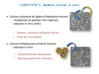  Disponibilité des hépatocytes.
 Reproductibilité des infections.
L’HEPATITE C. Modèles d’étude in vitro
 Génome, fonctions cellulaires altérés.
 Clone de virus adapté.
 Cultures d’hépatocytes primaires humains
 Infection in vitro
 Cultures cellulaires de lignées d’hépatomes humains
 Transfection du génome viral (réplicon)
 Infection in vitro (JFH1)
 