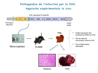 Pathogenèse de l’infection par le VHC.
Approche expérimentale in vivo.
VHC, génotype1b isolat N2
Promoteur
albumine
SV40
polyA
C E1 E2 p7 NS2 NS3 4A NS5A NS5BNS4B
Micro-injection FL-N/35
 Faible expression des
protéines et ARNm du VHC
 Pas de réponse
immunitaire contre le VHC
 Pas d’inflammation
détectable
Foie
CHCStéatose
 
