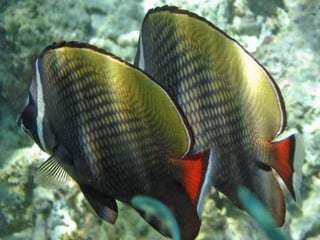 PROYECTO GABRIELA CALDERON