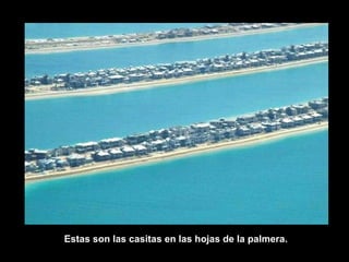 Estas son las casitas en las hojas de la palmera. 