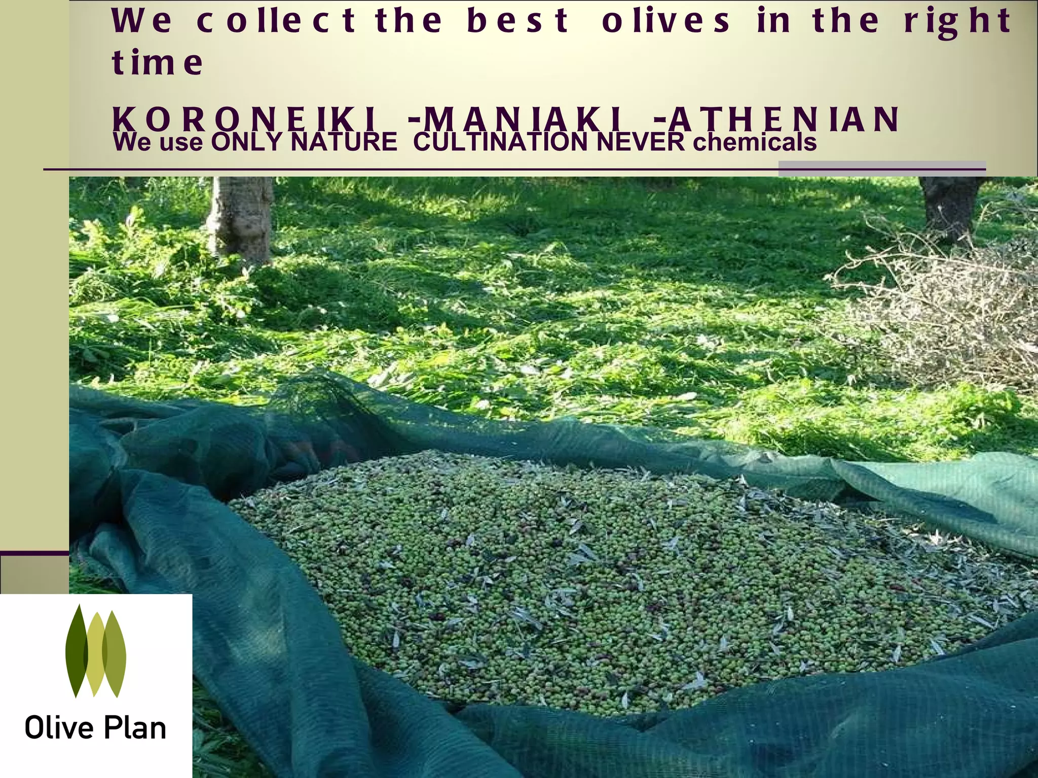 We collect the best  olives in the right time KORONEIKI  -MANIAKI  -ATHENIAN   We use ONLY NATURE  CULTINATION NEVER chemicals 