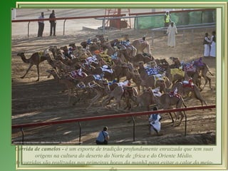 Corrida de camelos -  é um esporte de tradição profundamente enraizada que tem suas origens na cultura do deserto do Norte de África e do Oriente Médio. As corridas são realizadas nas primeiras horas da manhã para evitar o calor do meio-dia. 