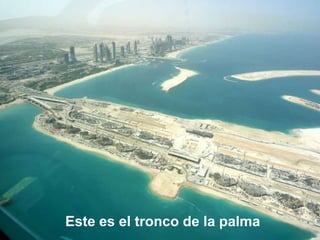 Este es el tronco de la palma
 