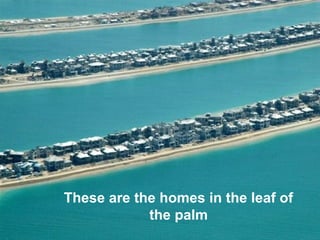 These are the homes in the leaf of
the palm
 