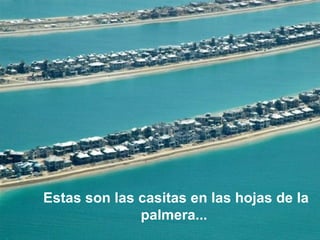 Estas son las casitas en las hojas de la palmera...   