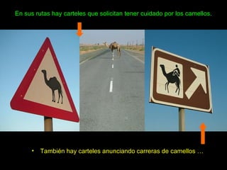 En sus rutas hay carteles que solicitan tener cuidado por los camellos.
• También hay carteles anunciando carreras de camellos …
 