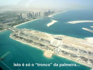 Isto é só o “tronco” da palmeira...   