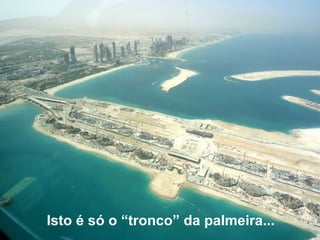 Isto é só o “tronco” da palmeira...   