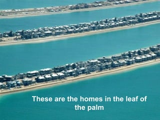 These are the homes in the leaf of
            the palm
 