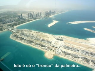 Isto é só o “tronco” da palmeira...   