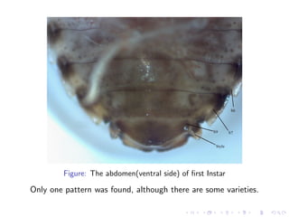 Instar and sex determination of dubia cockroaches | PDF