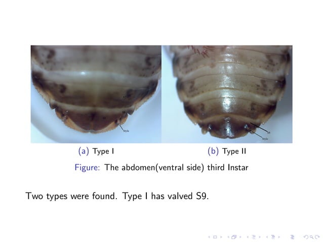 Instar and sex determination of dubia cockroaches | PDF